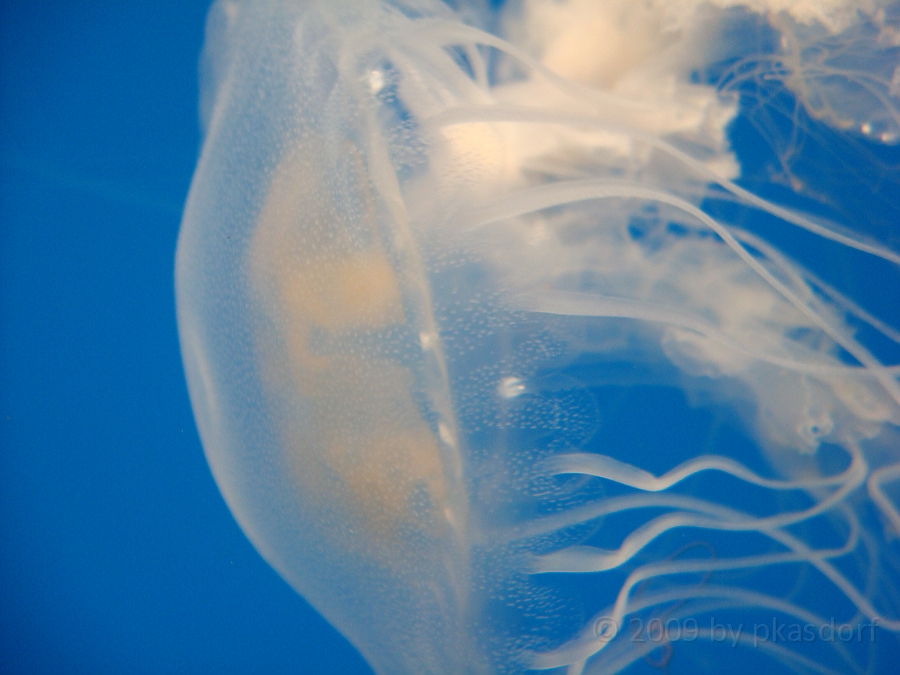 Baltimore [2009 July 02] 210.JPG - Scenes from Baltimore's Inner Harbor.
